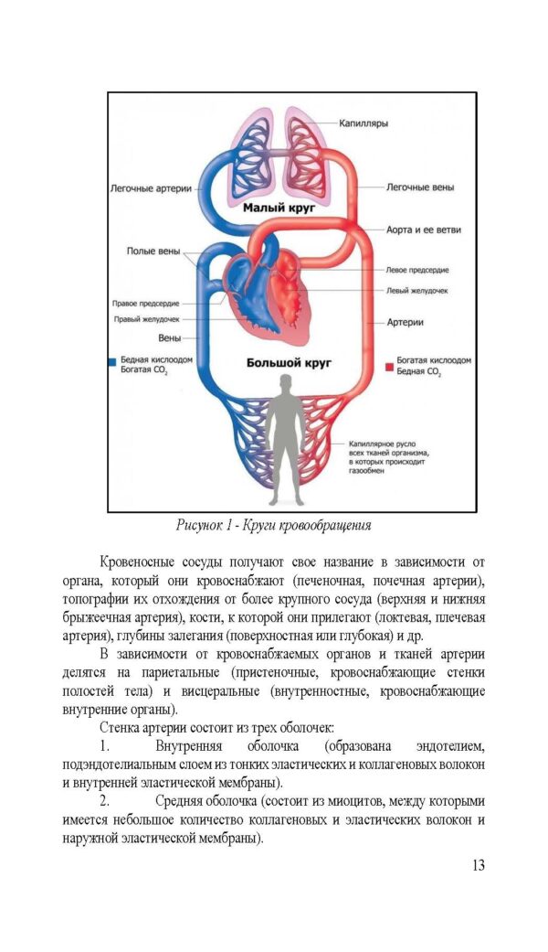 Сердечно-сосудистая и иммунная системы — изображение 3