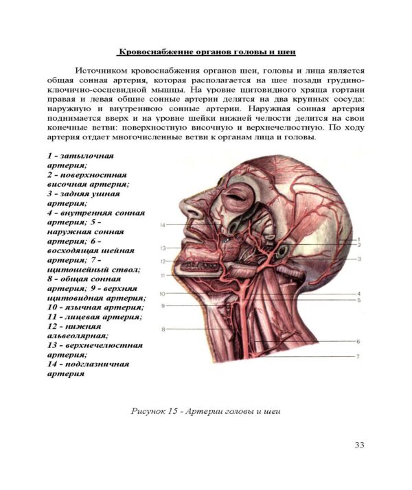 Сердечно-сосудистая и иммунная системы — изображение 2