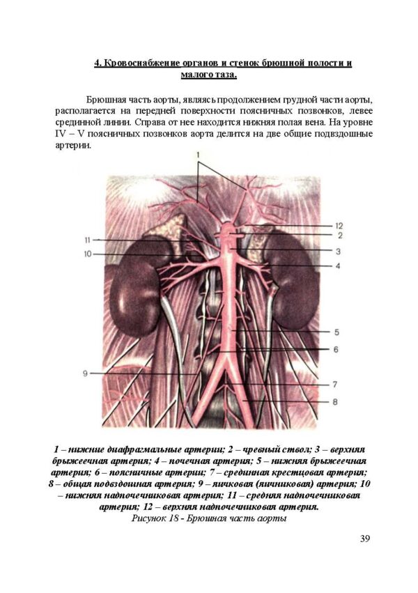Сердечно-сосудистая и иммунная системы — изображение 4